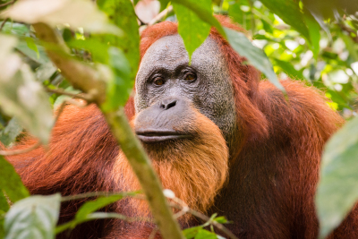 Orang-outan