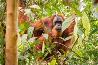 Orang-outan