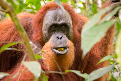 Orang-outan