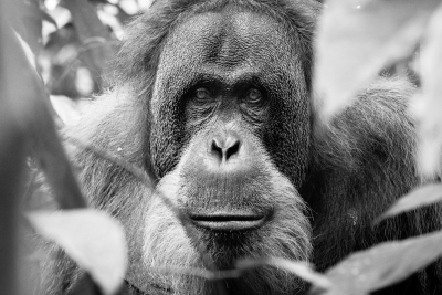 Orang-outan