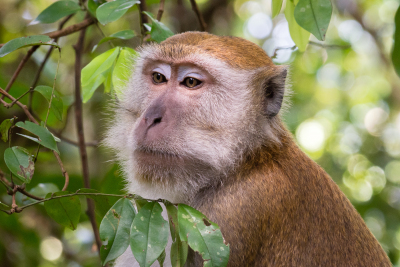 Macaque