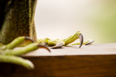 Iguane