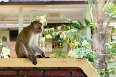 Macaque curieux