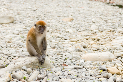 Macaque