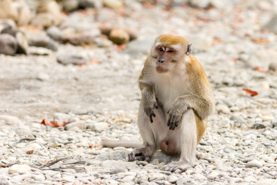 Macaque