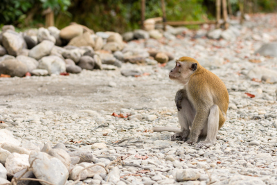 Macaque