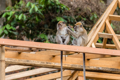 Macaque