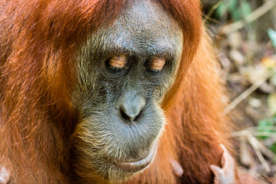 Bukit-Lawang-49