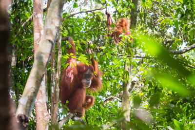 Bukit-Lawang-52