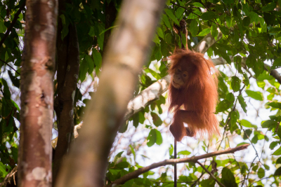Bukit-Lawang-54