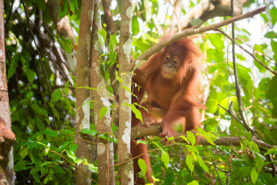 Bukit-Lawang-58