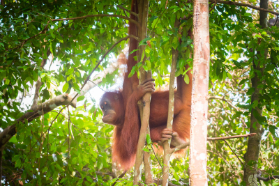 Bukit-Lawang-64