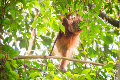 Bukit-Lawang-65