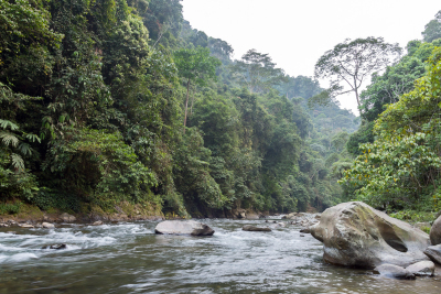 Bukit-Lawang-90