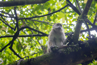 Macaque