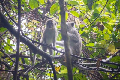 Macaques