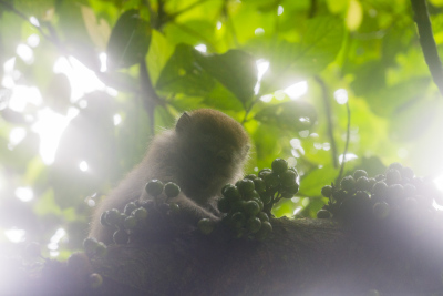 Macaque