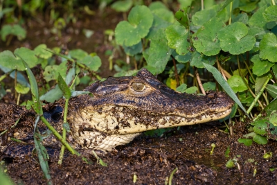 Best Tortuguero-01