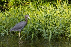 Best Tortuguero-02