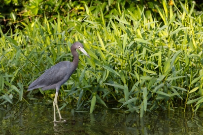 Best Tortuguero-02