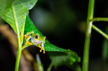 COSTA RICA