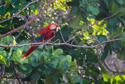 Corcovado-13