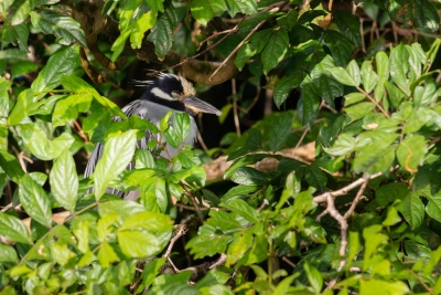 Voyage au Costa Rica, en février 2018, avec Luc. Tortuguero - Arenal - Rio Celeste - Monteverde - Manuel Antonio - Uvita - Corcovado