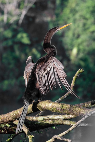 Voyage au Costa Rica, en février 2018, avec Luc. Tortuguero - Arenal - Rio Celeste - Monteverde - Manuel Antonio - Uvita - Corcovado