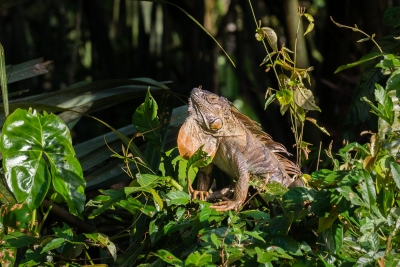 Voyage au Costa Rica, en février 2018, avec Luc. Tortuguero - Arenal - Rio Celeste - Monteverde - Manuel Antonio - Uvita - Corcovado