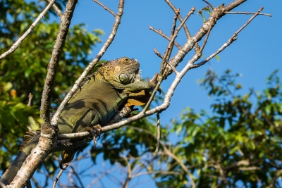 Voyage au Costa Rica, en février 2018, avec Luc. Tortuguero - Arenal - Rio Celeste - Monteverde - Manuel Antonio - Uvita - Corcovado