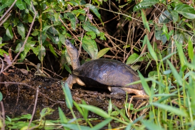 Voyage au Costa Rica, en février 2018, avec Luc. Tortuguero - Arenal - Rio Celeste - Monteverde - Manuel Antonio - Uvita - Corcovado