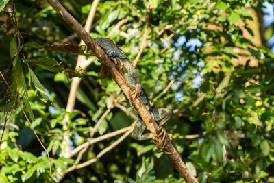 Voyage au Costa Rica, en février 2018, avec Luc. Tortuguero - Arenal - Rio Celeste - Monteverde - Manuel Antonio - Uvita - Corcovado