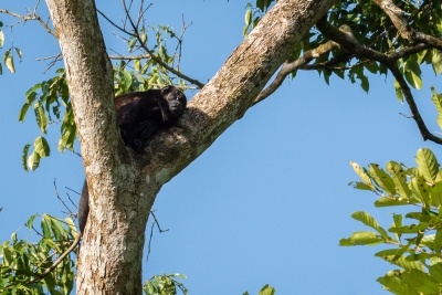 Voyage au Costa Rica, en février 2018, avec Luc. Tortuguero - Arenal - Rio Celeste - Monteverde - Manuel Antonio - Uvita - Corcovado