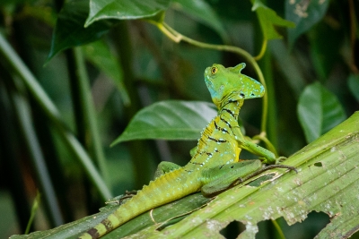 Voyage au Costa Rica, en février 2018, avec Luc. Tortuguero - Arenal - Rio Celeste - Monteverde - Manuel Antonio - Uvita - Corcovado