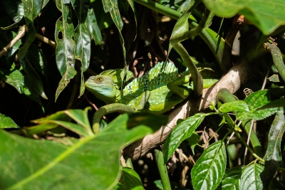 Voyage au Costa Rica, en février 2018, avec Luc. Tortuguero - Arenal - Rio Celeste - Monteverde - Manuel Antonio - Uvita - Corcovado