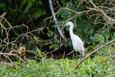 Voyage au Costa Rica, en février 2018, avec Luc. Tortuguero - Arenal - Rio Celeste - Monteverde - Manuel Antonio - Uvita - Corcovado