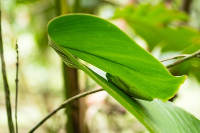 Voyage au Costa Rica, en février 2018, avec Luc. Tortuguero - Arenal - Rio Celeste - Monteverde - Manuel Antonio - Uvita - Corcovado