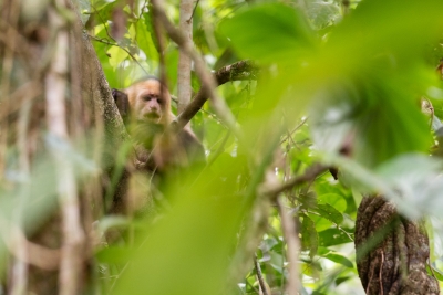 Voyage au Costa Rica, en février 2018, avec Luc. Tortuguero - Arenal - Rio Celeste - Monteverde - Manuel Antonio - Uvita - Corcovado