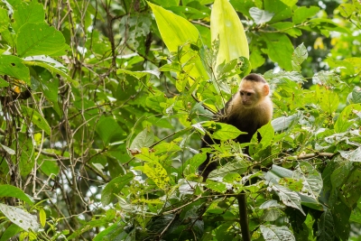 Voyage au Costa Rica, en février 2018, avec Luc. Tortuguero - Arenal - Rio Celeste - Monteverde - Manuel Antonio - Uvita - Corcovado