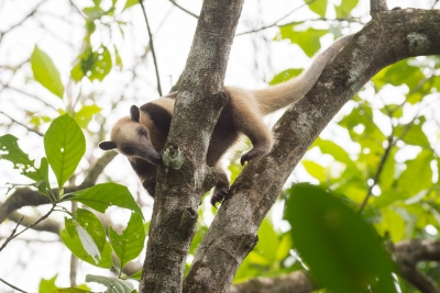 Voyage au Costa Rica, en février 2018, avec Luc. Tortuguero - Arenal - Rio Celeste - Monteverde - Manuel Antonio - Uvita - Corcovado