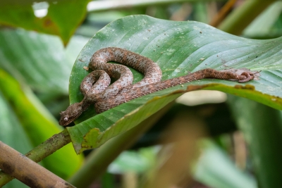 Voyage au Costa Rica, en février 2018, avec Luc. Tortuguero - Arenal - Rio Celeste - Monteverde - Manuel Antonio - Uvita - Corcovado