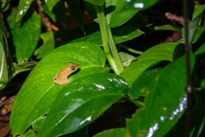 Voyage au Costa Rica, en février 2018, avec Luc. Tortuguero - Arenal - Rio Celeste - Monteverde - Manuel Antonio - Uvita - Corcovado