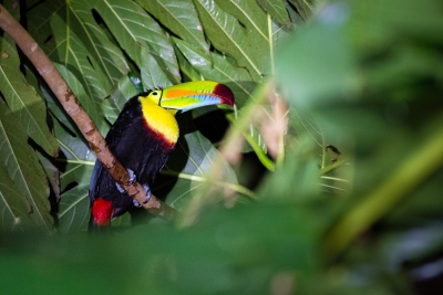 Voyage au Costa Rica, en février 2018, avec Luc. Tortuguero - Arenal - Rio Celeste - Monteverde - Manuel Antonio - Uvita - Corcovado