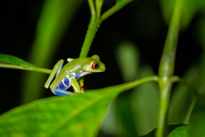 Voyage au Costa Rica, en février 2018, avec Luc. Tortuguero - Arenal - Rio Celeste - Monteverde - Manuel Antonio - Uvita - Corcovado