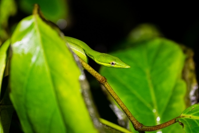 Voyage au Costa Rica, en février 2018, avec Luc. Tortuguero - Arenal - Rio Celeste - Monteverde - Manuel Antonio - Uvita - Corcovado