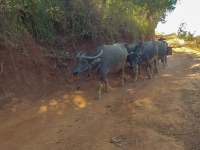 Trek Kalaw